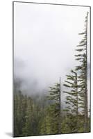 Washington, Mount Rainier National Park. Evergreen Trees in Fog-Jaynes Gallery-Mounted Photographic Print