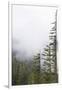 Washington, Mount Rainier National Park. Evergreen Trees in Fog-Jaynes Gallery-Framed Photographic Print