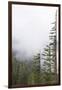 Washington, Mount Rainier National Park. Evergreen Trees in Fog-Jaynes Gallery-Framed Photographic Print