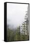 Washington, Mount Rainier National Park. Evergreen Trees in Fog-Jaynes Gallery-Framed Stretched Canvas