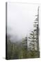 Washington, Mount Rainier National Park. Evergreen Trees in Fog-Jaynes Gallery-Stretched Canvas