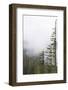 Washington, Mount Rainier National Park. Evergreen Trees in Fog-Jaynes Gallery-Framed Photographic Print