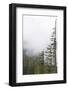 Washington, Mount Rainier National Park. Evergreen Trees in Fog-Jaynes Gallery-Framed Photographic Print