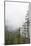Washington, Mount Rainier National Park. Evergreen Trees in Fog-Jaynes Gallery-Mounted Photographic Print