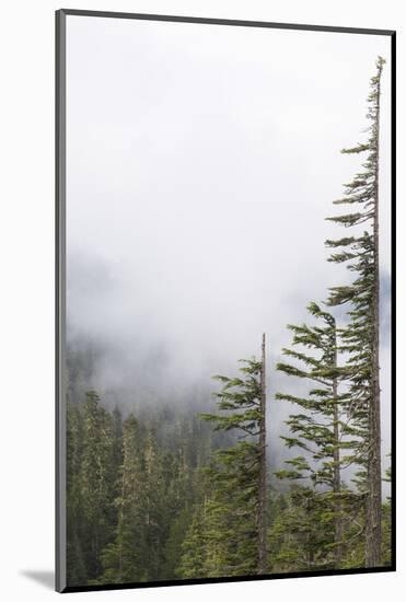 Washington, Mount Rainier National Park. Evergreen Trees in Fog-Jaynes Gallery-Mounted Photographic Print