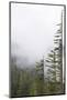 Washington, Mount Rainier National Park. Evergreen Trees in Fog-Jaynes Gallery-Mounted Photographic Print