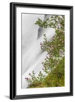 Washington, Mount Rainier National Park. Flowers and Waterfall in Paradise Creek-Jaynes Gallery-Framed Photographic Print