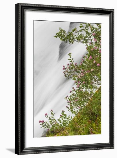 Washington, Mount Rainier National Park. Flowers and Waterfall in Paradise Creek-Jaynes Gallery-Framed Photographic Print