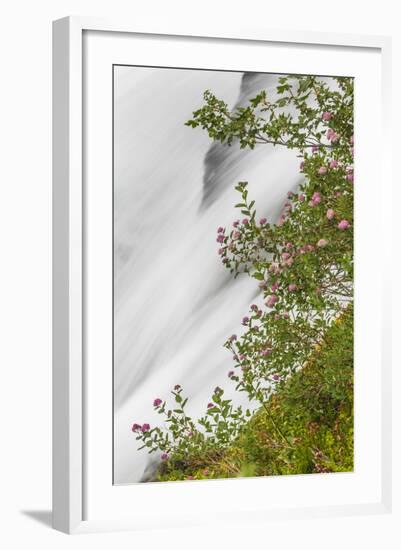 Washington, Mount Rainier National Park. Flowers and Waterfall in Paradise Creek-Jaynes Gallery-Framed Photographic Print