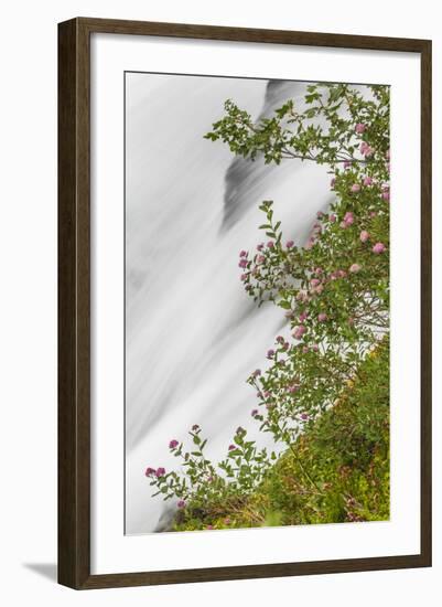 Washington, Mount Rainier National Park. Flowers and Waterfall in Paradise Creek-Jaynes Gallery-Framed Photographic Print