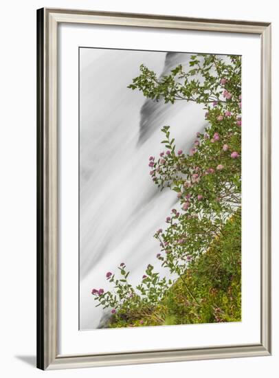 Washington, Mount Rainier National Park. Flowers and Waterfall in Paradise Creek-Jaynes Gallery-Framed Photographic Print