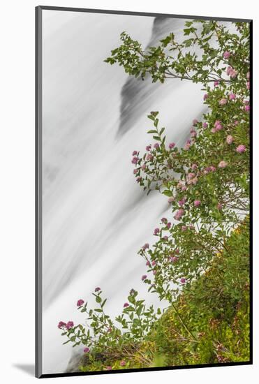 Washington, Mount Rainier National Park. Flowers and Waterfall in Paradise Creek-Jaynes Gallery-Mounted Photographic Print