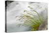 Washington, Mount Rainier National Park. Grass and Rushing Water-Jaynes Gallery-Stretched Canvas