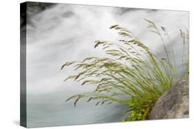 Washington, Mount Rainier National Park. Grass and Rushing Water-Jaynes Gallery-Stretched Canvas
