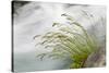 Washington, Mount Rainier National Park. Grass and Rushing Water-Jaynes Gallery-Stretched Canvas