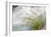 Washington, Mount Rainier National Park. Grass and Rushing Water-Jaynes Gallery-Framed Photographic Print