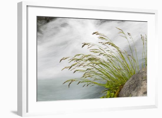 Washington, Mount Rainier National Park. Grass and Rushing Water-Jaynes Gallery-Framed Photographic Print