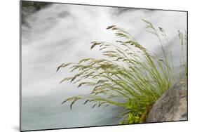 Washington, Mount Rainier National Park. Grass and Rushing Water-Jaynes Gallery-Mounted Photographic Print