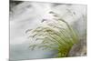 Washington, Mount Rainier National Park. Grass and Rushing Water-Jaynes Gallery-Mounted Photographic Print