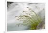 Washington, Mount Rainier National Park. Grass and Rushing Water-Jaynes Gallery-Framed Photographic Print