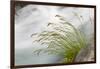 Washington, Mount Rainier National Park. Grass and Rushing Water-Jaynes Gallery-Framed Photographic Print