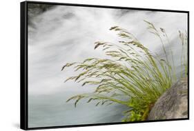 Washington, Mount Rainier National Park. Grass and Rushing Water-Jaynes Gallery-Framed Stretched Canvas