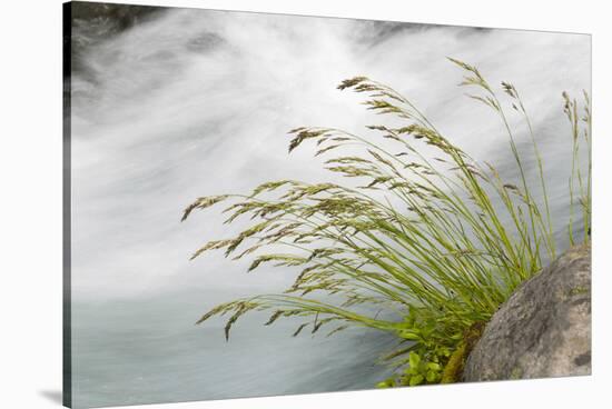 Washington, Mount Rainier National Park. Grass and Rushing Water-Jaynes Gallery-Stretched Canvas