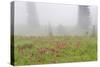 Washington, Mount Rainier National Park. Indian Paintbrush in Foggy Meadow-Jaynes Gallery-Stretched Canvas