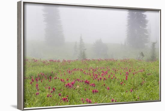 Washington, Mount Rainier National Park. Indian Paintbrush in Foggy Meadow-Jaynes Gallery-Framed Photographic Print
