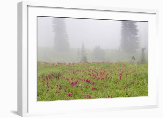 Washington, Mount Rainier National Park. Indian Paintbrush in Foggy Meadow-Jaynes Gallery-Framed Photographic Print