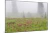 Washington, Mount Rainier National Park. Indian Paintbrush in Foggy Meadow-Jaynes Gallery-Mounted Photographic Print