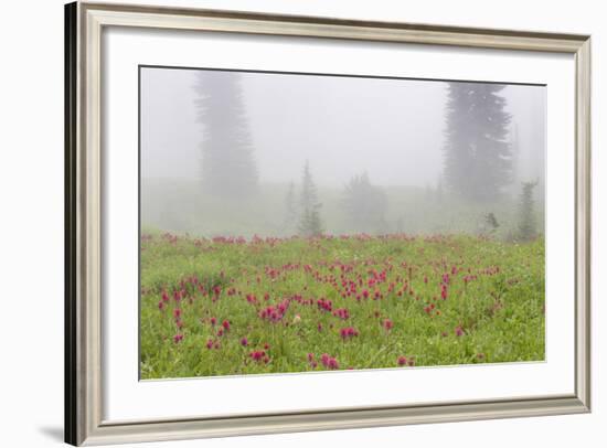 Washington, Mount Rainier National Park. Indian Paintbrush in Foggy Meadow-Jaynes Gallery-Framed Photographic Print
