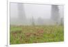 Washington, Mount Rainier National Park. Indian Paintbrush in Foggy Meadow-Jaynes Gallery-Framed Photographic Print