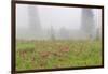 Washington, Mount Rainier National Park. Indian Paintbrush in Foggy Meadow-Jaynes Gallery-Framed Photographic Print