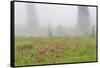 Washington, Mount Rainier National Park. Indian Paintbrush in Foggy Meadow-Jaynes Gallery-Framed Stretched Canvas