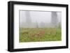 Washington, Mount Rainier National Park. Indian Paintbrush in Foggy Meadow-Jaynes Gallery-Framed Photographic Print