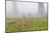 Washington, Mount Rainier National Park. Indian Paintbrush in Foggy Meadow-Jaynes Gallery-Mounted Photographic Print