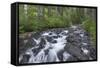 Washington, Mount Rainier National Park. Scenic of Paradise Creek-Jaynes Gallery-Framed Stretched Canvas