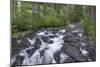 Washington, Mount Rainier National Park. Scenic of Paradise Creek-Jaynes Gallery-Mounted Photographic Print