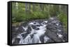 Washington, Mount Rainier National Park. Scenic of Paradise Creek-Jaynes Gallery-Framed Stretched Canvas