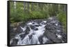 Washington, Mount Rainier National Park. Scenic of Paradise Creek-Jaynes Gallery-Framed Stretched Canvas