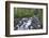 Washington, Mount Rainier National Park. Scenic of Paradise Creek-Jaynes Gallery-Framed Photographic Print