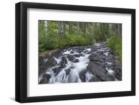 Washington, Mount Rainier National Park. Scenic of Paradise Creek-Jaynes Gallery-Framed Photographic Print