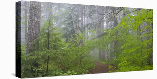 Washington, Mount Rainier National Park. Trail in Forest-Jaynes Gallery-Stretched Canvas