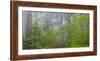 Washington, Mount Rainier National Park. Trail in Forest-Jaynes Gallery-Framed Photographic Print