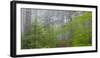 Washington, Mount Rainier National Park. Trail in Forest-Jaynes Gallery-Framed Photographic Print