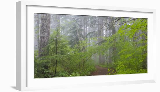 Washington, Mount Rainier National Park. Trail in Forest-Jaynes Gallery-Framed Photographic Print