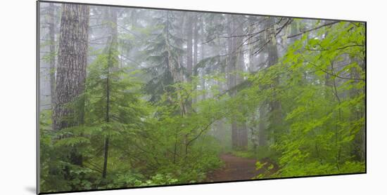 Washington, Mount Rainier National Park. Trail in Forest-Jaynes Gallery-Mounted Photographic Print