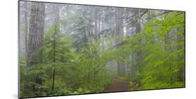 Washington, Mount Rainier National Park. Trail in Forest-Jaynes Gallery-Mounted Photographic Print