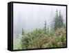 Washington, Mount Rainier National Park. Wildflowers in Misty Forest-Jaynes Gallery-Framed Stretched Canvas